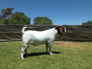 1X BOER GOAT FLOCK RAM