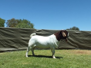 1X BOER GOAT FLOCK RAM