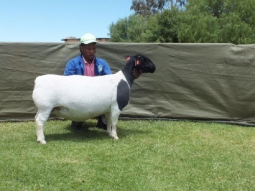 1X DORPER T5 EWE