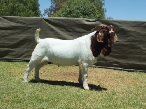 1X BOER GOAT FLOCK RAM