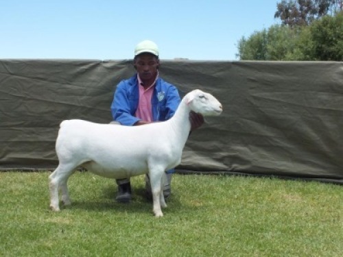 1X WIT DORPER T5 EWE