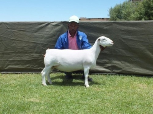1X WIT DORPER T5 EWE