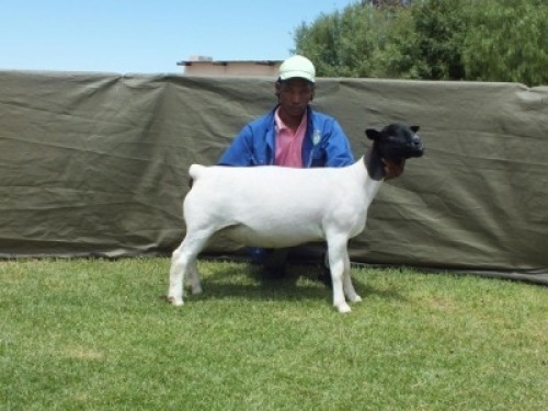 1X DORPER T4 EWE