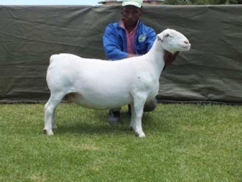 1X WIT DORPER T5 EWE