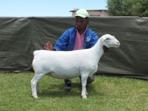 1X WIT DORPER T4 EWE