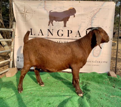 1 X OOI/EWE LANGPAD KALAHARI REDS - F