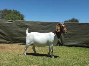 1X BOER GOAT FLOCK EWE