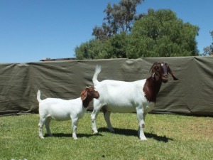 1X BOER GOAT FLOCK EWE