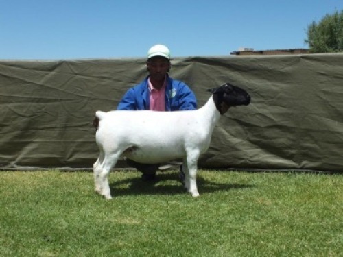 1X DORPER T3 EWE