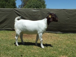 1X BOER GOAT STUD EWE