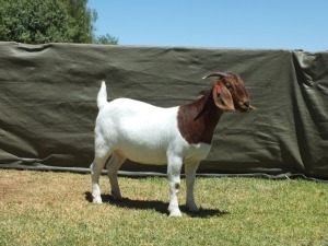 1X BOER GOAT FLOCK EWE