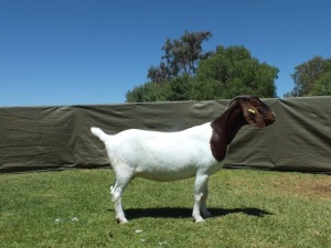 1X BOER GOAT FLOCK EWE