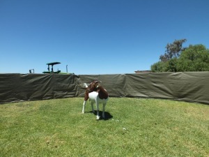 1X BOER GOAT FLOCK EWE