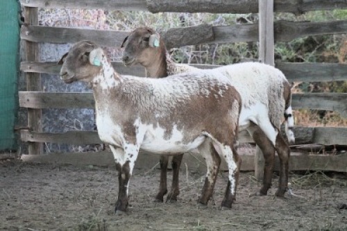 2X MEATMASTER EWE Bietou Meatmasters (Pay per Animal to take all in lot)
