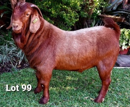 1 X RAM DHIDEJAK - S