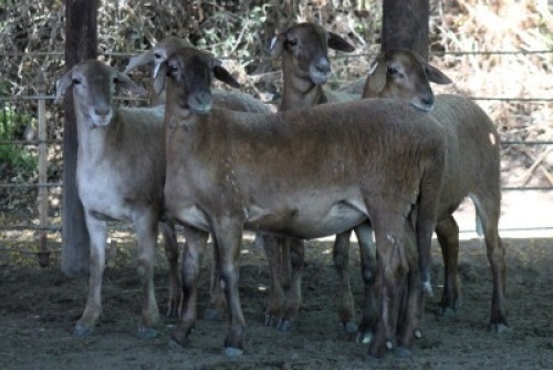 5X MEATMASTER EWE Bietou Meatmasters (Pay per Animal to take all in lot)