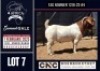 1X BOER GOAT STUD BUCK CNC Boerbokstoet
