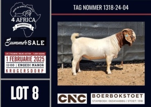 1X BOER GOAT STUD BUCK CNC Boerbokstoet