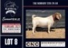 1X BOER GOAT STUD BUCK CNC Boerbokstoet