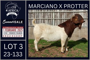 1X BOER GOAT FLOCK ON COLOUR BUCK Karsten Boerbokke PTY LTD