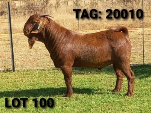 1 X RAM JENNY KALAHARI RED - S