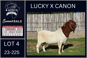 1X BOER GOAT STUD BUCK Karsten Boerbokke PTY LTD