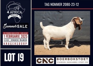 1X BOER GOAT STUD BUCK CNC Boerbokstoet