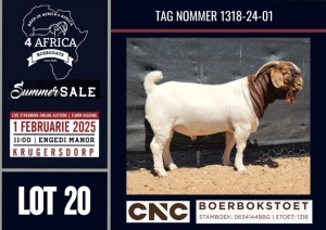 1X BOER GOAT FLOCK / T BUCK CNC Boerbokstoet