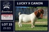 1X BOER GOAT STUD BUCK Karsten Boerbokke PTY LTD