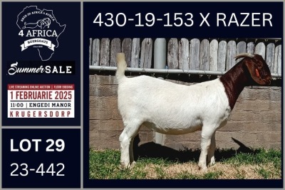 1X BOER GOAT FLOCK DOE Karsten Boerbokke PTY LTD