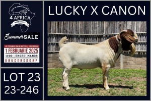 1X BOER GOAT STUD BUCK Karsten Boerbokke PTY LTD