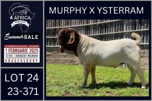 1X BOER GOAT FLOCK BUCK Karsten Boerbokke PTY LTD