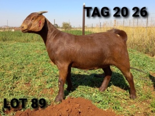 1 X OOI/EWE JENNY KALAHARI RED - F
