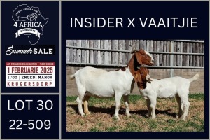 1X BOER GOAT FLOCK ON COLOUR AND TEAT DOE Karsten Boerbokke PTY LTD