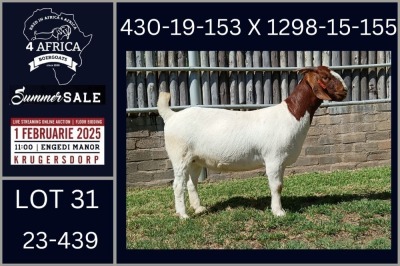 1X BOER GOAT FLOCK ON TEAT DOE Karsten Boerbokke PTY LTD