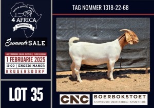 1X BOER GOAT STUD DOE CNC Boerbokstoet