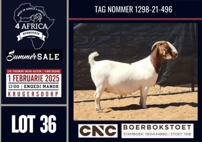 1X BOER GOAT STUD DOE CNC Boerbokstoet