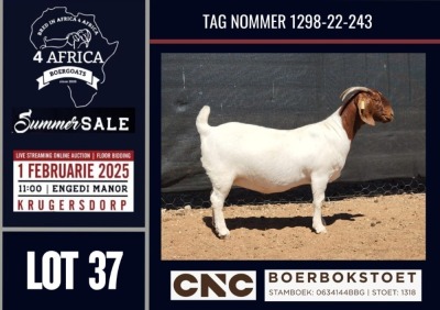 1X BOER GOAT FLOCK / C / T DOE CNC Boerbokstoet