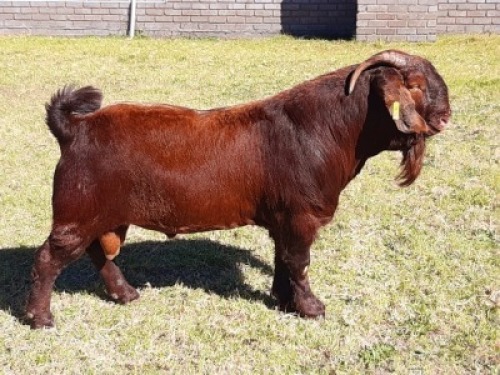 1 X RAM ALBIE HORN - ALBIAN STUD - S