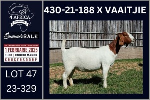 1X BOER GOAT STUD DOE Karsten Boerbokke PTY LTD