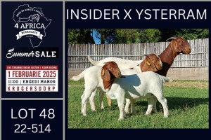 1X BOER GOAT STUD DOE Karsten Boerbokke PTY LTD