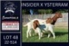 1X BOER GOAT STUD DOE Karsten Boerbokke PTY LTD