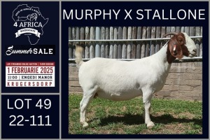 1X BOER GOAT STUD DOE Karsten Boerbokke PTY LTD