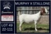 1X BOER GOAT STUD DOE Karsten Boerbokke PTY LTD
