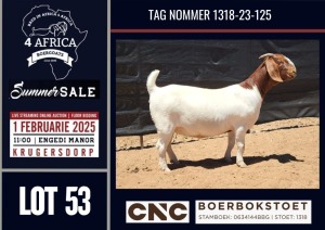 1X BOER GOAT STUD DOE CNC Boerbokstoet