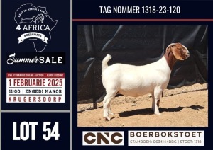 1X BOER GOAT FLOCK / C DOE CNC Boerbokstoet