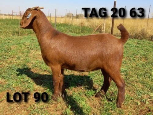 1 X OOI/EWE JENNY KALAHARI RED - PS