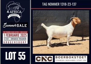 1X BOER GOAT FLOCK / C DOE CNC Boerbokstoet