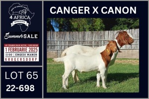 1X BOER GOAT STUD DOE Karsten Boerbokke PTY LTD