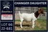 1X BOER GOAT FLOCK ON TEAT DOE Karsten Boerbokke PTY LTD